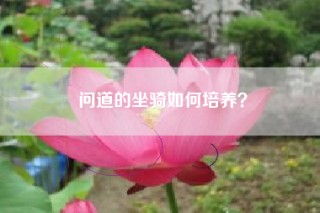问道的坐骑如何培养？