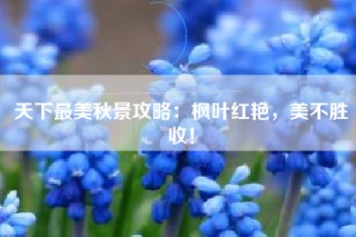 天下最美秋景攻略：枫叶红艳，美不胜收！