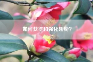 如何获得和强化翅膀？