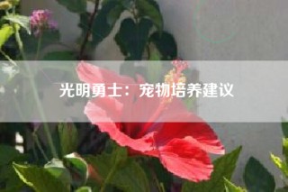 光明勇士：宠物培养建议