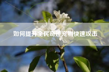 如何提升全民奇迹宠物快速攻击  第1张