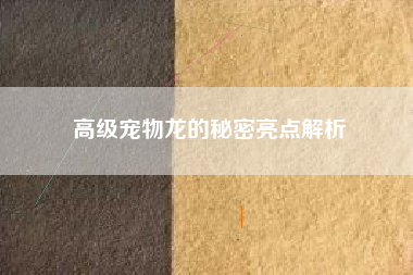 高级宠物龙的秘密亮点解析  第1张