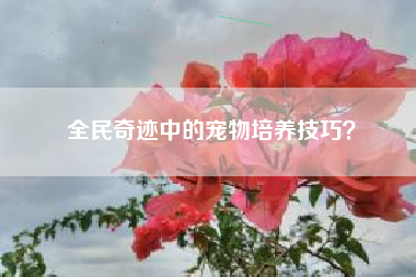 全民奇迹中的宠物培养技巧？  第1张